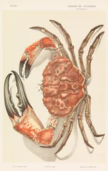 Tasmanian Giant Crab, Pseudocarcinus gigas